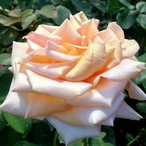 Meet your Posher, Ava